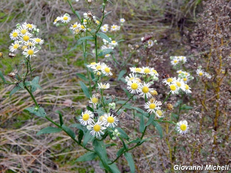 La vita in un fiore (Erigeron annuus)